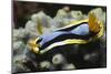 Anna's Chromodoris-Hal Beral-Mounted Photographic Print