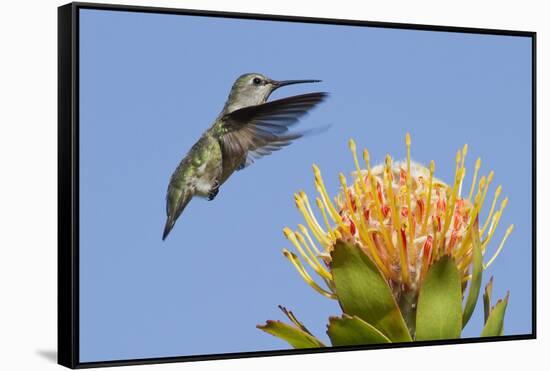 Anna's Hummingbird Feeding-Hal Beral-Framed Stretched Canvas