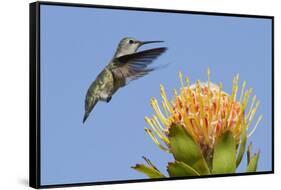 Anna's Hummingbird Feeding-Hal Beral-Framed Stretched Canvas