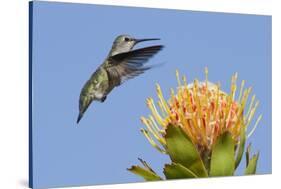 Anna's Hummingbird Feeding-Hal Beral-Stretched Canvas