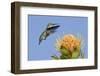 Anna's Hummingbird Feeding-Hal Beral-Framed Photographic Print