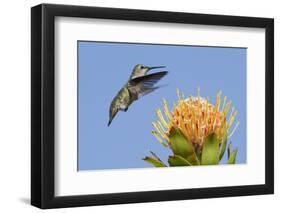 Anna's Hummingbird Feeding-Hal Beral-Framed Photographic Print