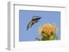 Anna's Hummingbird Feeding-Hal Beral-Framed Photographic Print