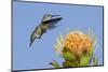 Anna's Hummingbird Feeding-Hal Beral-Mounted Photographic Print