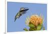 Anna's Hummingbird Feeding-Hal Beral-Framed Photographic Print