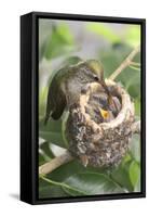 Anna's Hummingbird Feeds Chicks in it's Nest-Hal Beral-Framed Stretched Canvas