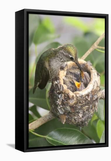 Anna's Hummingbird Feeds Chicks in it's Nest-Hal Beral-Framed Stretched Canvas