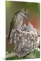 Anna's Hummingbird Feeds Chicks in it's Nest-Hal Beral-Mounted Photographic Print