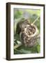 Anna's Hummingbird Feeds Chicks in it's Nest-Hal Beral-Framed Photographic Print