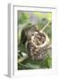 Anna's Hummingbird Feeds Chicks in it's Nest-Hal Beral-Framed Photographic Print