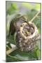 Anna's Hummingbird Feeds Chicks in it's Nest-Hal Beral-Mounted Photographic Print