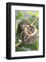 Anna's Hummingbird Feeds Chicks in it's Nest-Hal Beral-Framed Photographic Print