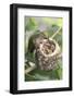 Anna's Hummingbird Feeds Chicks in it's Nest-Hal Beral-Framed Photographic Print