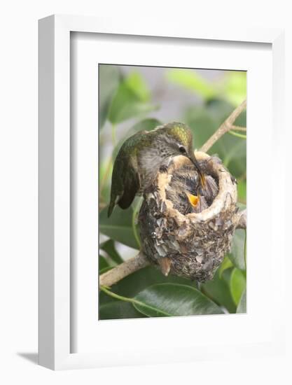 Anna's Hummingbird Feeds Chicks in it's Nest-Hal Beral-Framed Photographic Print