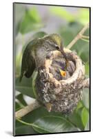 Anna's Hummingbird Feeds Chicks in it's Nest-Hal Beral-Mounted Photographic Print