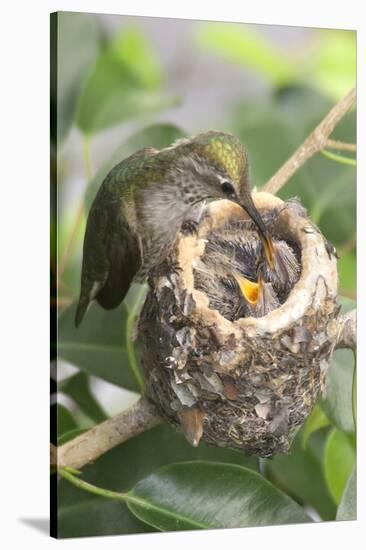 Anna's Hummingbird Feeds Chicks in it's Nest-Hal Beral-Stretched Canvas