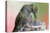 Anna's Hummingbird Feeds Her Chcks in the Nest-Hal Beral-Stretched Canvas