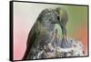 Anna's Hummingbird Feeds Her Chcks in the Nest-Hal Beral-Framed Stretched Canvas