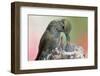 Anna's Hummingbird Feeds Her Chcks in the Nest-Hal Beral-Framed Photographic Print