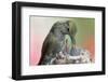 Anna's Hummingbird Feeds Her Chcks in the Nest-Hal Beral-Framed Photographic Print