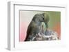 Anna's Hummingbird Feeds Her Chcks in the Nest-Hal Beral-Framed Photographic Print