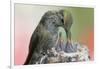 Anna's Hummingbird Feeds Her Chcks in the Nest-Hal Beral-Framed Photographic Print