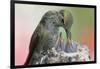 Anna's Hummingbird Feeds Her Chcks in the Nest-Hal Beral-Framed Photographic Print