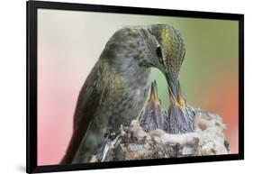 Anna's Hummingbird Feeds Her Chcks in the Nest-Hal Beral-Framed Photographic Print