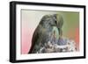 Anna's Hummingbird Feeds Her Chcks in the Nest-Hal Beral-Framed Photographic Print