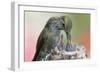 Anna's Hummingbird Feeds Her Chcks in the Nest-Hal Beral-Framed Photographic Print