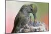 Anna's Hummingbird Feeds Her Chcks in the Nest-Hal Beral-Mounted Photographic Print