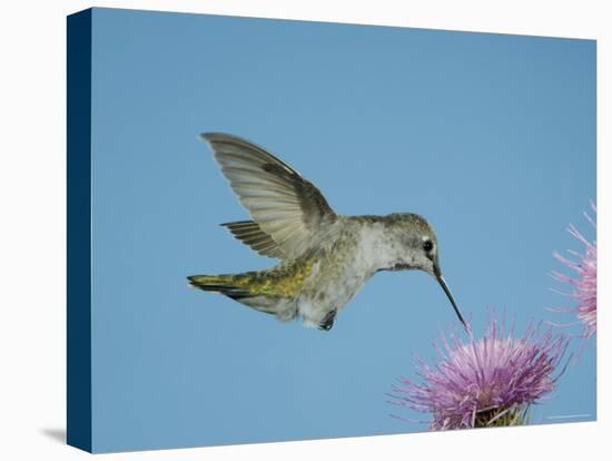 Anna's Hummingbird, Female at Thistle, Chiricahua Mountains, Arizona, USA-Rolf Nussbaumer-Stretched Canvas