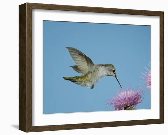 Anna's Hummingbird, Female at Thistle, Chiricahua Mountains, Arizona, USA-Rolf Nussbaumer-Framed Photographic Print