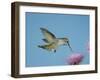 Anna's Hummingbird, Female at Thistle, Chiricahua Mountains, Arizona, USA-Rolf Nussbaumer-Framed Photographic Print