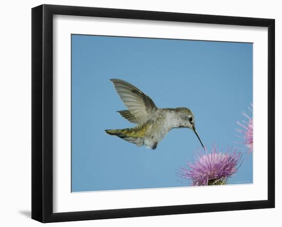 Anna's Hummingbird, Female at Thistle, Chiricahua Mountains, Arizona, USA-Rolf Nussbaumer-Framed Photographic Print