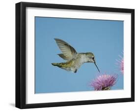 Anna's Hummingbird, Female at Thistle, Chiricahua Mountains, Arizona, USA-Rolf Nussbaumer-Framed Photographic Print