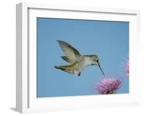 Anna's Hummingbird, Female at Thistle, Chiricahua Mountains, Arizona, USA-Rolf Nussbaumer-Framed Photographic Print