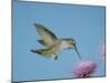 Anna's Hummingbird, Female at Thistle, Chiricahua Mountains, Arizona, USA-Rolf Nussbaumer-Mounted Photographic Print