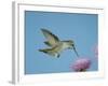 Anna's Hummingbird, Female at Thistle, Chiricahua Mountains, Arizona, USA-Rolf Nussbaumer-Framed Photographic Print