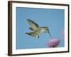 Anna's Hummingbird, Female at Thistle, Chiricahua Mountains, Arizona, USA-Rolf Nussbaumer-Framed Photographic Print