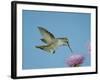 Anna's Hummingbird, Female at Thistle, Chiricahua Mountains, Arizona, USA-Rolf Nussbaumer-Framed Photographic Print