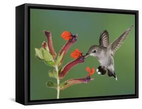 Anna's Hummingbird Female in Flight Feeding on Flower, Tuscon, Arizona, USA-Rolf Nussbaumer-Framed Stretched Canvas