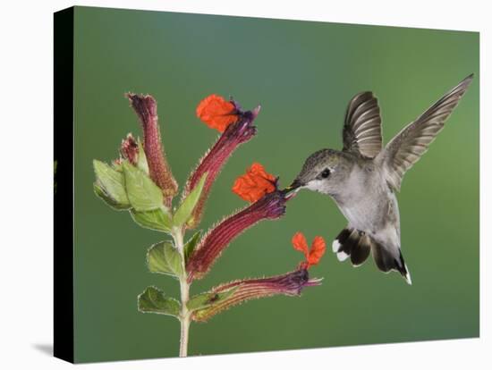 Anna's Hummingbird Female in Flight Feeding on Flower, Tuscon, Arizona, USA-Rolf Nussbaumer-Stretched Canvas