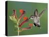 Anna's Hummingbird Female in Flight Feeding on Flower, Tuscon, Arizona, USA-Rolf Nussbaumer-Stretched Canvas