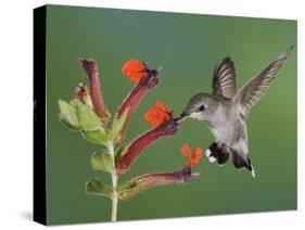 Anna's Hummingbird Female in Flight Feeding on Flower, Tuscon, Arizona, USA-Rolf Nussbaumer-Stretched Canvas