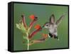 Anna's Hummingbird Female in Flight Feeding on Flower, Tuscon, Arizona, USA-Rolf Nussbaumer-Framed Stretched Canvas
