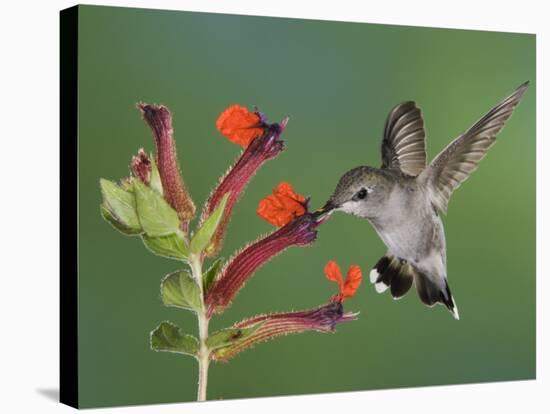 Anna's Hummingbird Female in Flight Feeding on Flower, Tuscon, Arizona, USA-Rolf Nussbaumer-Stretched Canvas