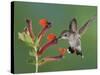 Anna's Hummingbird Female in Flight Feeding on Flower, Tuscon, Arizona, USA-Rolf Nussbaumer-Stretched Canvas