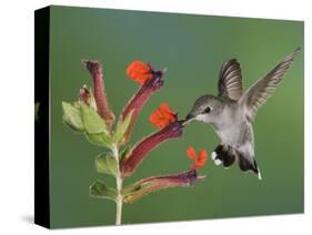 Anna's Hummingbird Female in Flight Feeding on Flower, Tuscon, Arizona, USA-Rolf Nussbaumer-Stretched Canvas