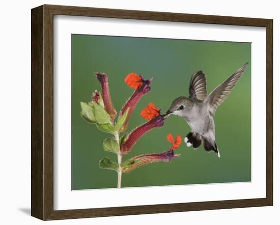 Anna's Hummingbird Female in Flight Feeding on Flower, Tuscon, Arizona, USA-Rolf Nussbaumer-Framed Photographic Print